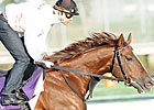 Featured Horse Profile: Espoir City