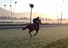 Breeders' Cup - Europeans Gallop on the Grass