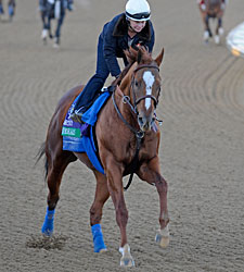 QH Owner Has Big BC Chance With Euroears QH Owner Has Big BC Chance With Euroears