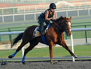 Stellar Fields Set for World Cup Undercard Stellar Fields Set for World Cup Undercard