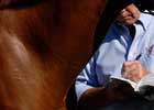 Walking the Walk: Consignors Cater to Buyers' Preferences When Showing Yearlings