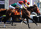Eye of the Leopard Favored in Prince of Wales Eye of the Leopard Favored in Prince of Wales