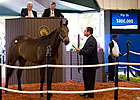 Empire Maker Colt Brings $800,000 at F-T Sale Empire Maker Colt Brings $800,000 at F-T Sale