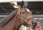 Fasig-Tipton November Preview 
