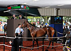 Fasig-Tipton Sale Suffers Setbacks Fasig-Tipton Sale Suffers Setbacks