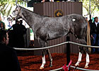 Unbridled's Song Colt Brings $1.1M
