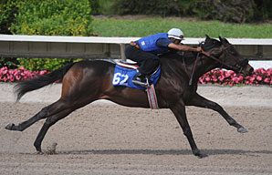 Sky Mesa, Pulpit Colts Shine Sky Mesa, Pulpit Colts Shine
