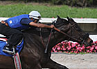 Sky Mesa, Pulpit Colts Shine Sky Mesa, Pulpit Colts Shine