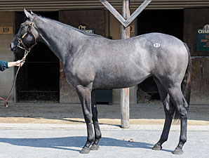 Malibu Moon Filly Brings $300,000 at FT Sale Malibu Moon Filly Brings $300,000 at FT Sale
