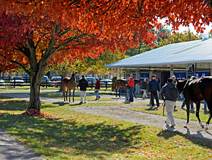 F-T Fall Sale Offering More Quality Yearlings F-T Fall Sale Offering More Quality Yearlings