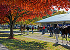 F-T Fall Sale Offering More Quality Yearlings