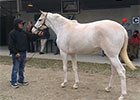 F-T February: Rare White Filly Stands Out F-T February: Rare White Filly Stands Out