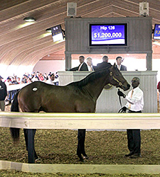 Two Bring Seven Figures at F-T Florida Sale Two Bring Seven Figures at F-T Florida Sale