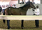 Two Bring Seven Figures at F-T Florida Sale Two Bring Seven Figures at F-T Florida Sale