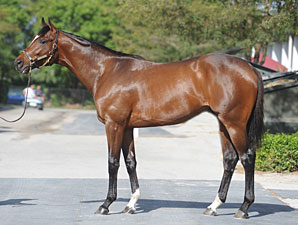 Tapit Colt Brings $1 Million at FT Sale Tapit Colt Brings $1 Million at FT Sale