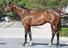Tapit Colt Brings $1 Million at FT Sale Tapit Colt Brings $1 Million at FT Sale