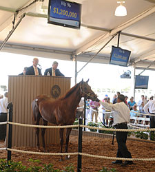 Distorted Humor Colt Brings $1.2 Million Distorted Humor Colt Brings $1.2 Million