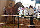Distorted Humor Colt Brings $1.2 Million