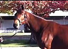 Fasig-Tipton Nov: Betterbetterbetter, Hip 220 Fasig-Tipton Nov: Betterbetterbetter, Hip 220