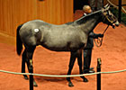 Medaglia d'Oro Colt Brings $450,000 at F-T