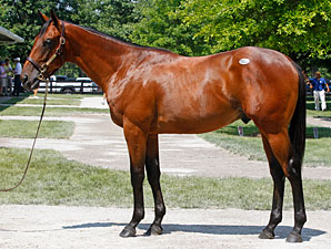 Street Sense Colt Sells For $250,000 at F-T Street Sense Colt Sells For $250,000 at F-T