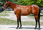 Street Sense Colt Sells For $250,000 at F-T