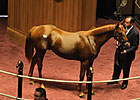 Lemon Drop Kid Colt Sells for $230,000 at FT Lemon Drop Kid Colt Sells for $230,000 at FT