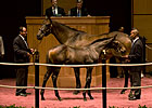 Richbabe and Foal Top Heiligbrodts' Dispersal Richbabe and Foal Top Heiligbrodts' Dispersal