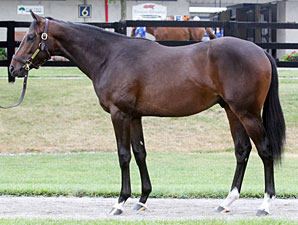 Malibu Moon Colt Fetches $375,000 at F-T Malibu Moon Colt Fetches $375,000 at F-T