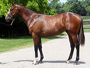 Wounded Warrior Stable Lands Tapit Colt Wounded Warrior Stable Lands Tapit Colt