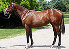Wounded Warrior Stable Lands Tapit Colt Wounded Warrior Stable Lands Tapit Colt