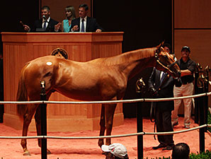 Pope Goes to $420,000 for Bellamy Road Colt Pope Goes to $420,000 for Bellamy Road Colt