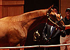 Pope Goes to $420,000 for Bellamy Road Colt Pope Goes to $420,000 for Bellamy Road Colt