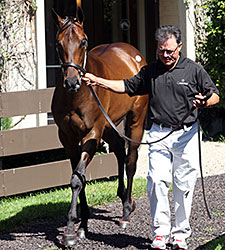 Stonestreet Lands Pioneerof the Nile Colt Stonestreet Lands Pioneerof the Nile Colt