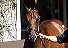 Stonestreet Lands Pioneerof the Nile Colt Stonestreet Lands Pioneerof the Nile Colt