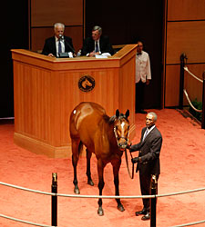 Strong Interest for Horses of Racing Age Sale Strong Interest for Horses of Racing Age Sale