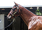 Rea Lands Desert Party Filly for $460,000 Rea Lands Desert Party Filly for $460,000