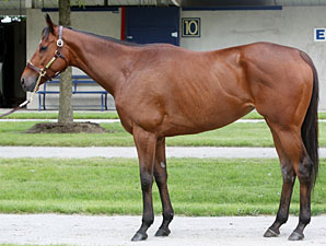 Fasig-Tipton Sale Offers Accomplished Horses Fasig-Tipton Sale Offers Accomplished Horses