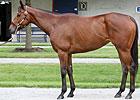 Fasig-Tipton Sale Offers Accomplished Horses Fasig-Tipton Sale Offers Accomplished Horses