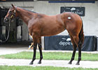 Dehere Filly Tops Early Portion of FT Sale Dehere Filly Tops Early Portion of FT Sale
