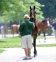 F-T Kentucky Select Sale: Horses to Watch F-T Kentucky Select Sale: Horses to Watch