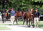 Average Up at Fasig-Tipton Kentucky July Average Up at Fasig-Tipton Kentucky July