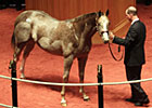 F-T Kentucky October Sale Has 1,007 Yearlings