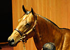 Fasig-Tipton Sale Suffers Sharp Declines Fasig-Tipton Sale Suffers Sharp Declines