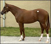 Dehere Colt Puts $625,000 Top on Fasig-Tipton Opener Dehere Colt Puts $625,000 Top on Fasig-Tipton Opener