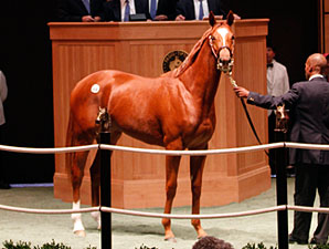 Hollywood Wildcat's Daughter Brings $310,000 Hollywood Wildcat's Daughter Brings $310,000