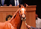 Hollywood Wildcat's Daughter Brings $310,000