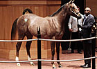 Surge Continues at Fasig-Tipton October Sale Surge Continues at Fasig-Tipton October Sale