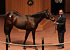 Indian Charlie Colt Brings $250,000 at F-T Indian Charlie Colt Brings $250,000 at F-T