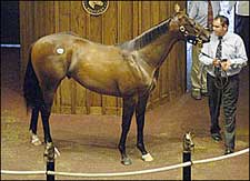 Forestry Colt Leads Way as FTK Kicks Off Yearling Sale Season Forestry Colt Leads Way as FTK Kicks Off Yearling Sale Season